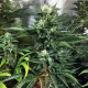 Bruce Banner (Fast Version) | TanieSianie.pl