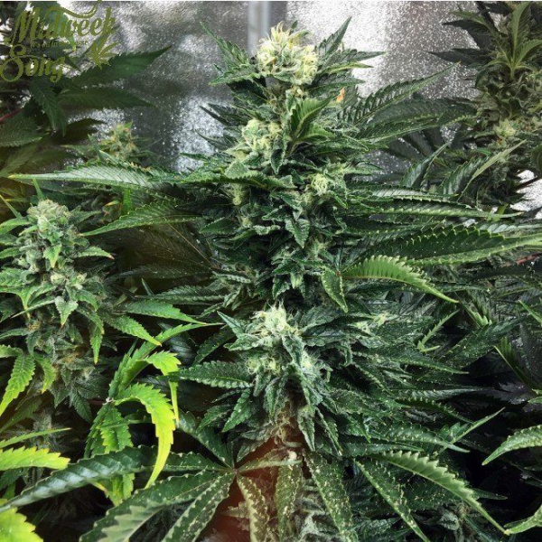 Bruce Banner (Fast Version) | TanieSianie.pl