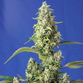 Gorilla Sweet XXL Auto | TanieSianie.pl