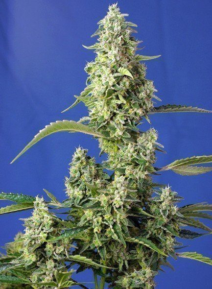Gorilla Sweet XXL Auto | TanieSianie.pl