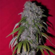 Nev. Haze - FEMALE SEEDS | TanieSianie.pl