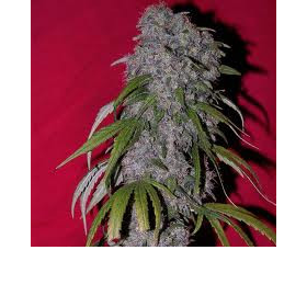 Nev. Haze - FEMALE SEEDS | TanieSianie.pl