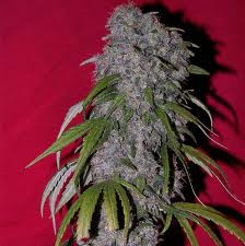 Nev. Haze - FEMALE SEEDS | TanieSianie.pl