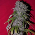 Nev. Haze - FEMALE SEEDS