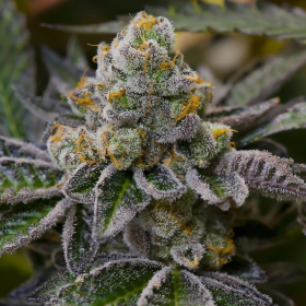 Girl Scout Cookies (Fast Version) | TanieSianie.pl
