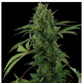 Pineapple Chunk Auto | TanieSianie.pl