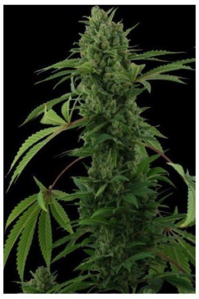 Pineapple Chunk Auto | TanieSianie.pl