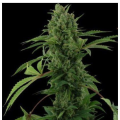 Pineapple Chunk Auto