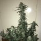 Green Crack Auto | TanieSianie.pl