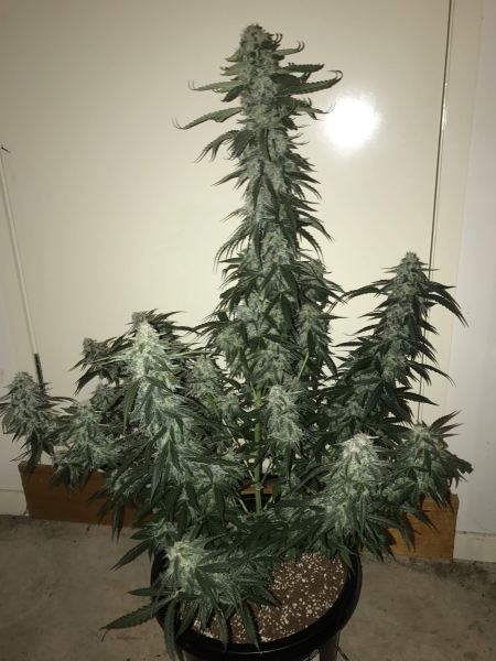 Green Crack Auto | TanieSianie.pl