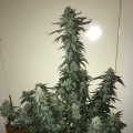 Green Crack Auto
