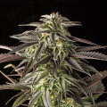 Blue Cheese