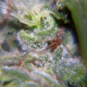 Nev. Haze - FEMALE SEEDS | TanieSianie.pl
