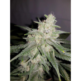 Gelato Auto | TanieSianie.pl