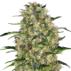 Black Domina - SENSI SEEDS | TanieSianie.pl