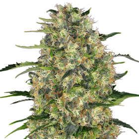Black Domina - SENSI SEEDS | TanieSianie.pl