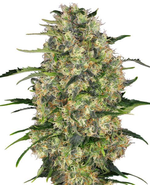 Black Domina - SENSI SEEDS | TanieSianie.pl