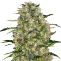Black Domina - SENSI SEEDS