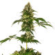 Cobalt Haze - SENSI SEEDS | TanieSianie.pl