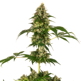 Cobalt Haze - SENSI SEEDS | TanieSianie.pl