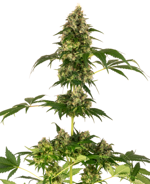Cobalt Haze - SENSI SEEDS | TanieSianie.pl