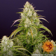 Wedding Cake Auto - BARNEY'S FARM | TanieSianie.pl
