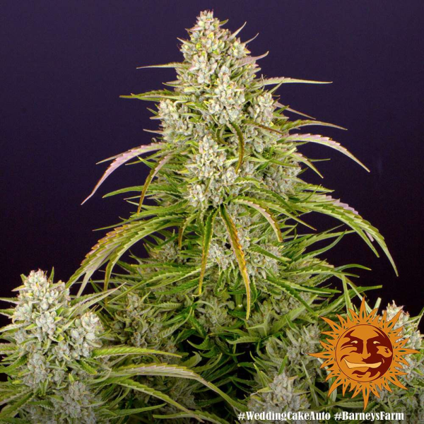 Wedding Cake Auto - BARNEY'S FARM | TanieSianie.pl