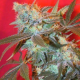 Iced Widow - FEMALE SEEDS | TanieSianie.pl