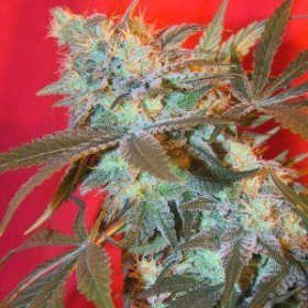 Iced Widow - FEMALE SEEDS | TanieSianie.pl