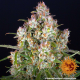 Wedding Cake Auto - BARNEY'S FARM | TanieSianie.pl