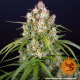 Wedding Cake Auto - BARNEY'S FARM | TanieSianie.pl