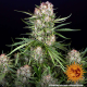 Wedding Cake Auto - BARNEY'S FARM | TanieSianie.pl