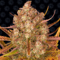 Dos Si Dos Auto - BARNEY'S FARM