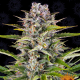 Gorilla Zkittlez Auto - BARNEY'S FARM | TanieSianie.pl