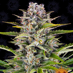 Gorilla Zkittlez Auto - BARNEY'S FARM | TanieSianie.pl