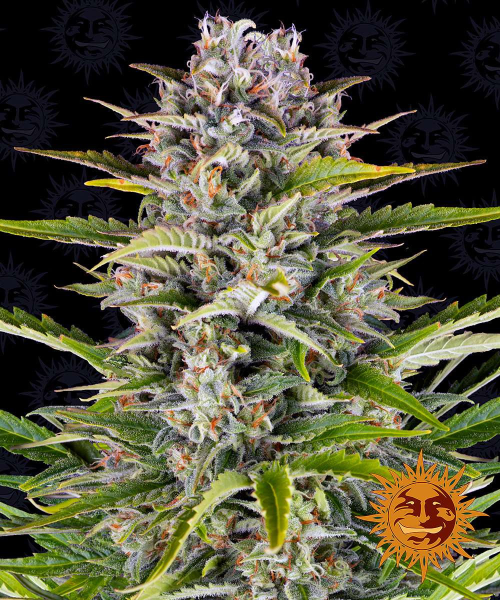 Gorilla Zkittlez Auto - BARNEY'S FARM | TanieSianie.pl
