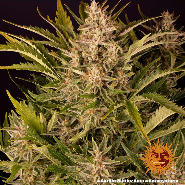 Gorilla Zkittlez Auto - BARNEY'S FARM | TanieSianie.pl