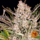 Gorilla Zkittlez Auto - BARNEY'S FARM | TanieSianie.pl