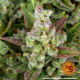 Gorilla Zkittlez Auto - BARNEY'S FARM | TanieSianie.pl