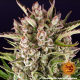 Gorilla Zkittlez Auto - BARNEY'S FARM | TanieSianie.pl