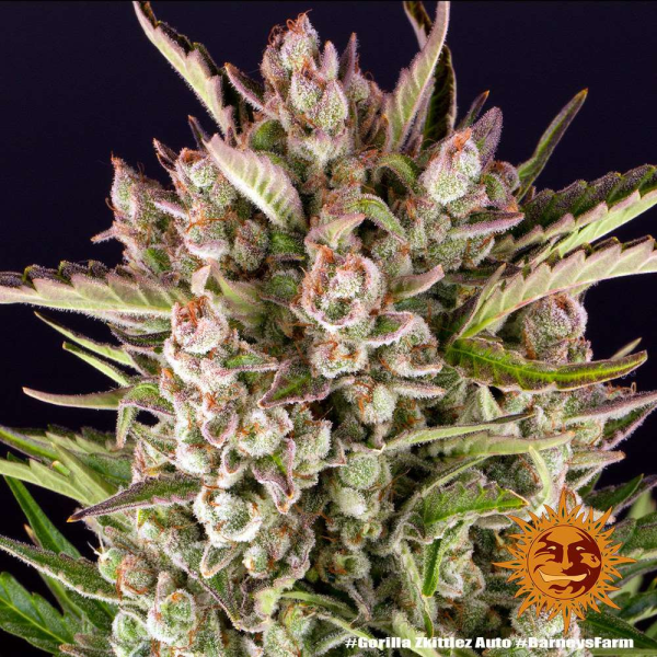 Gorilla Zkittlez Auto - BARNEY'S FARM | TanieSianie.pl