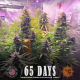 Gorilla Zkittlez Auto - BARNEY'S FARM | TanieSianie.pl