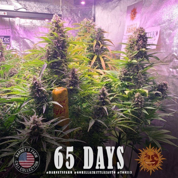 Gorilla Zkittlez Auto - BARNEY'S FARM | TanieSianie.pl