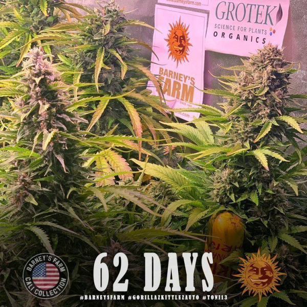 Gorilla Zkittlez Auto - BARNEY'S FARM | TanieSianie.pl