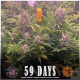 Gorilla Zkittlez Auto - BARNEY'S FARM | TanieSianie.pl