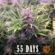 Gorilla Zkittlez Auto - BARNEY'S FARM | TanieSianie.pl