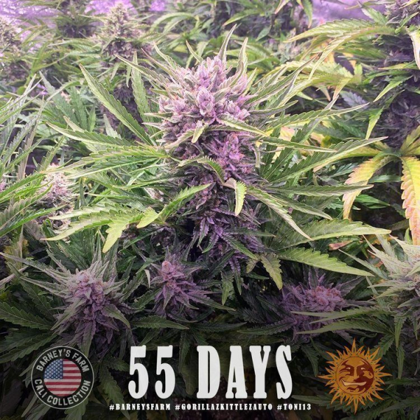 Gorilla Zkittlez Auto - BARNEY'S FARM | TanieSianie.pl