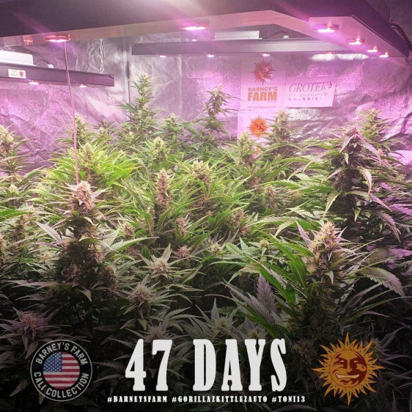 Gorilla Zkittlez Auto - BARNEY'S FARM | TanieSianie.pl