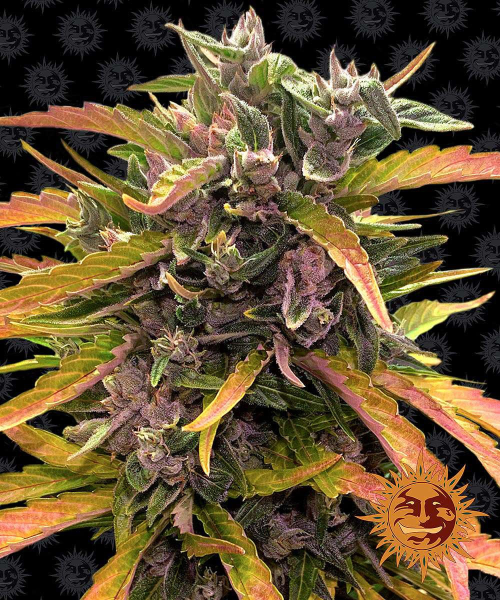 Gorilla Glue Auto - BARNEY'S FARM | TanieSianie.pl