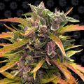 Gorilla Glue Auto - BARNEY'S FARM